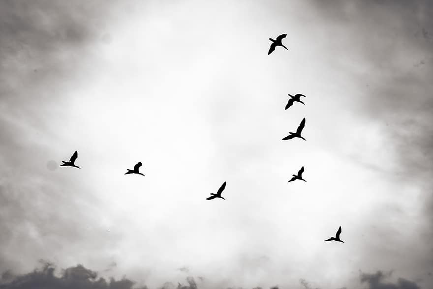 putni, lidot, debesis, melns un balts, raksturs, migrāciju, lidošana, dzīvniekiem savvaļā, zils, grupai, mākonis