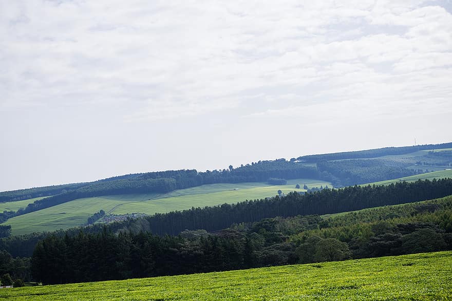 piantagione di tè, agricoltura, Kenia, natura, campagna, rurale
