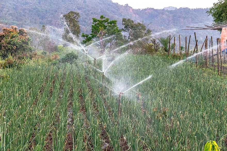 Sprinkling Irrigation, Irrigation, Sprinkler, Water, Agriculture, Fields, Splash, Watering, Gardening, Sprinkling, irrigation equipment