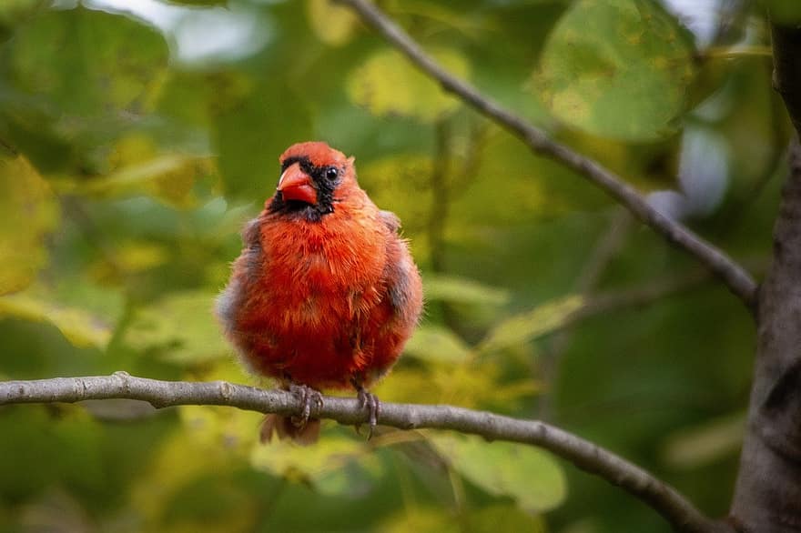ptak, kardynał, ornitologia