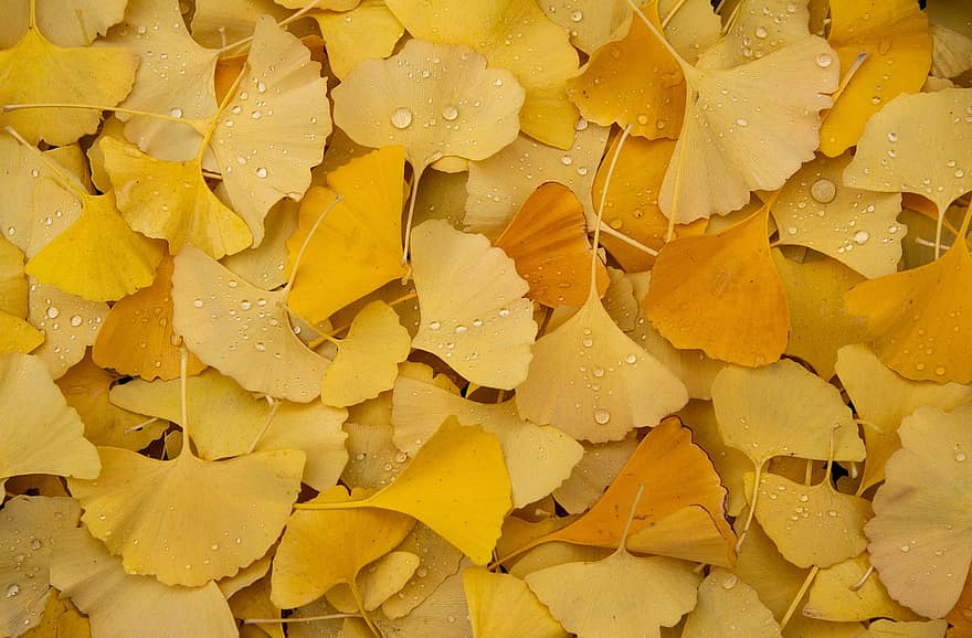 ginkgo, bladeren, herfst, vallen, gebladerte, gele bladeren, ginkgo biloba, dauw, dauwdruppels, druppeltjes, natuur