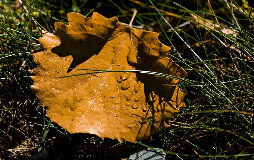 лист, сухой, трава, капли воды, земля, падший, коричневый лист, осень, крупный план, желтый, время года