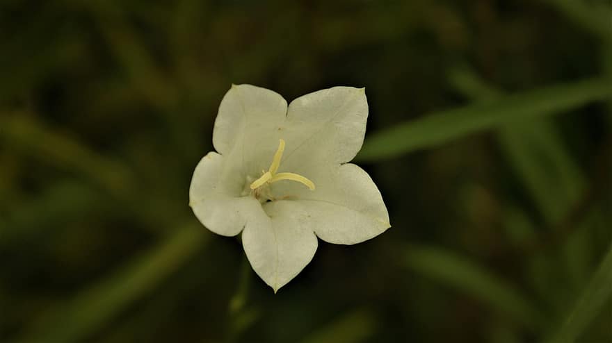 bellflower, zieds, balts zieds, pļāpāt, ziedlapiņām, baltas ziedlapiņas, zied, flora, augu, wildflower