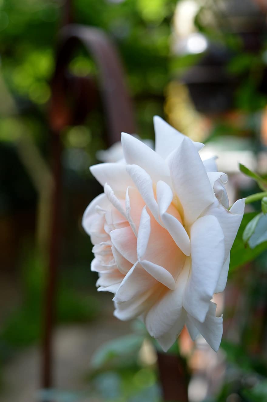 Роза, цветок, завод, лепестки, цветение, цвести, декоративное растение, сад, красота, природа