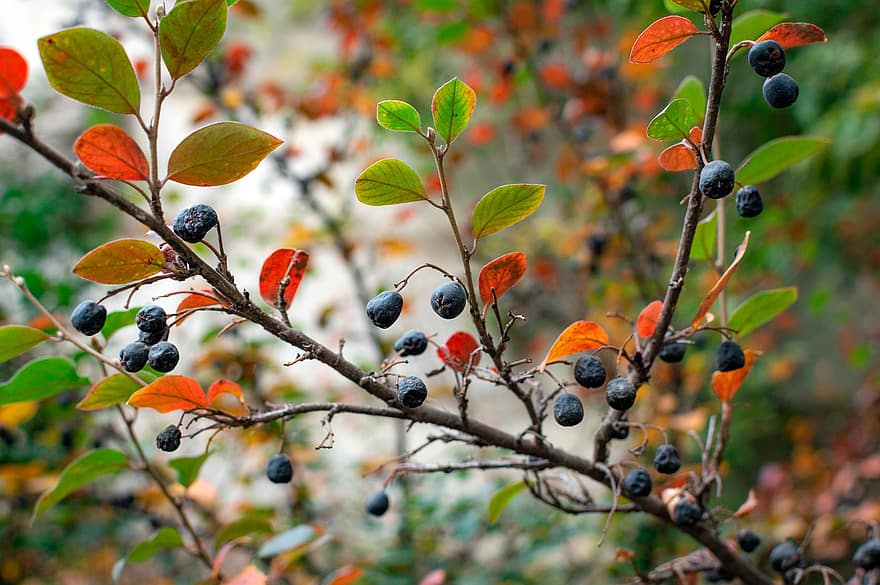 chokeberry, beri, cabang, Daun-daun, dedaunan, pohon, musim gugur, panen, matang, taman, nutrisi