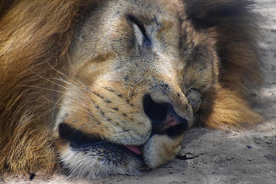Lion, animal, en train de dormir, faune, chat sauvage, prédateur, mammifère, félin, crinière, la nature, habitat