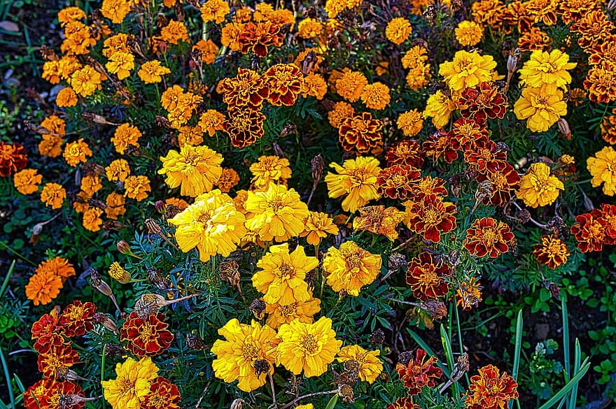 bunga-bunga, marigold, taman, padang rumput, flora, alam, bunga, menanam, kuning, musim panas, multi-warna