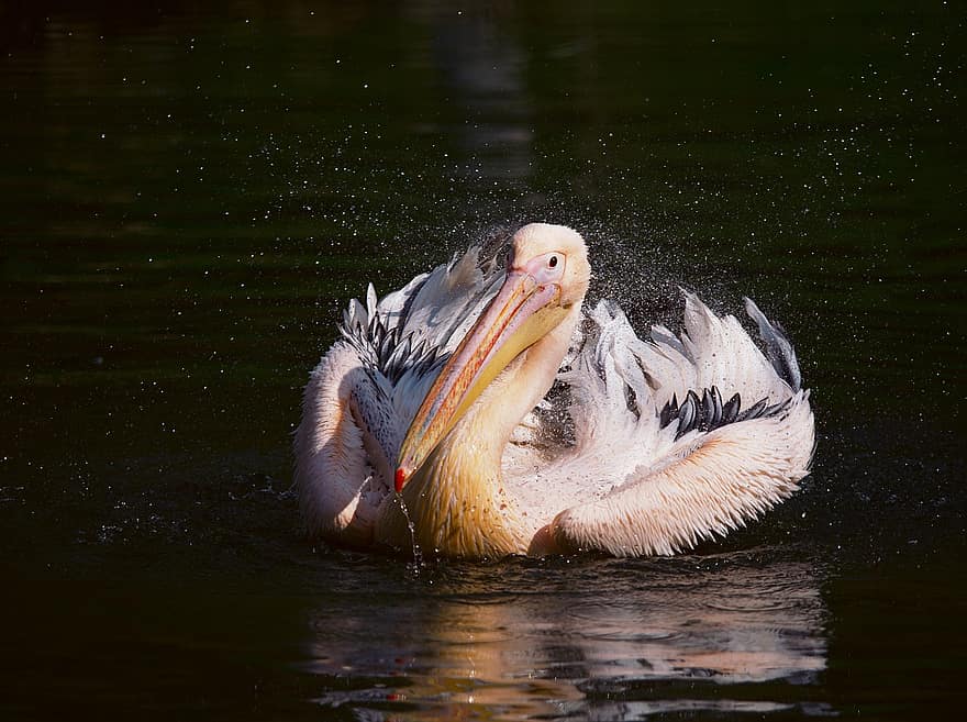 Pelican, Bird, Lake, Water Bird, Animal, Wildlife, Feathers, Plumage, Beak, Water, Splash