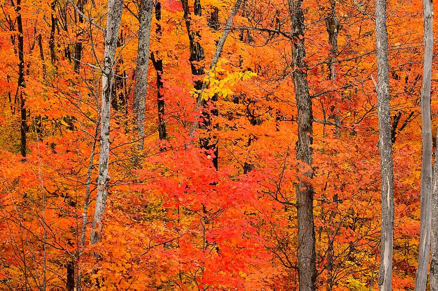 les, podzim, Příroda, stromy, sezóna, venku, strom, list, žlutá, vícebarevné, barvy