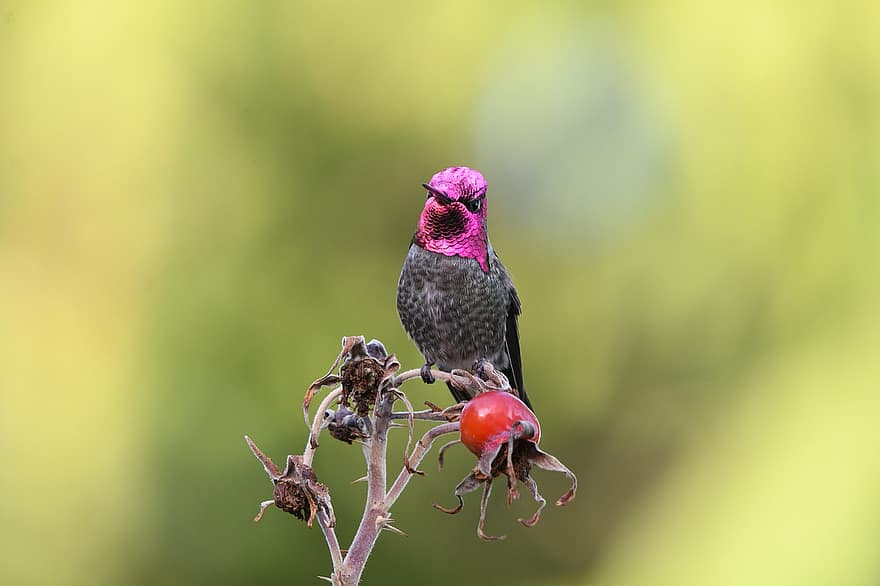 Anna's kolibri, fugl, hummingbird, perched, perched fugl, ave, avian, ornitologi, fugletitting, dyr, dyr verden