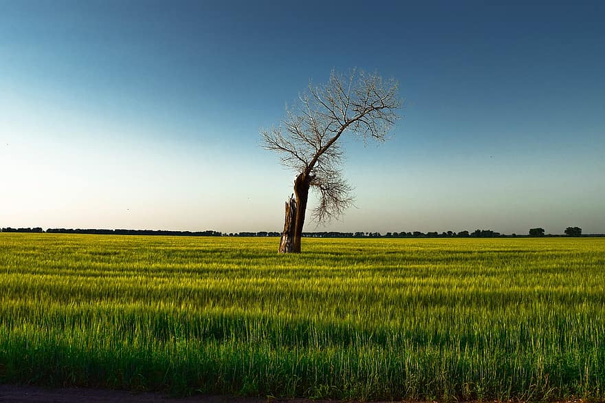 albero, solitario, campo, natura, prato, erba, paesaggio, solitudine, rurale