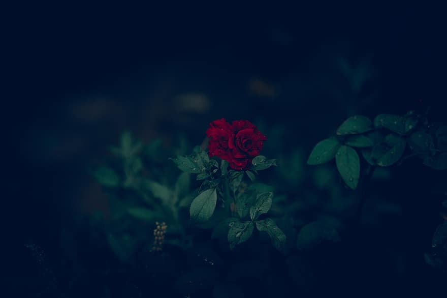 троянда, квітка, Червона роза, цвітіння троянди, пелюстки, пелюстки троянд, цвітіння, флора, листя, Рослина
