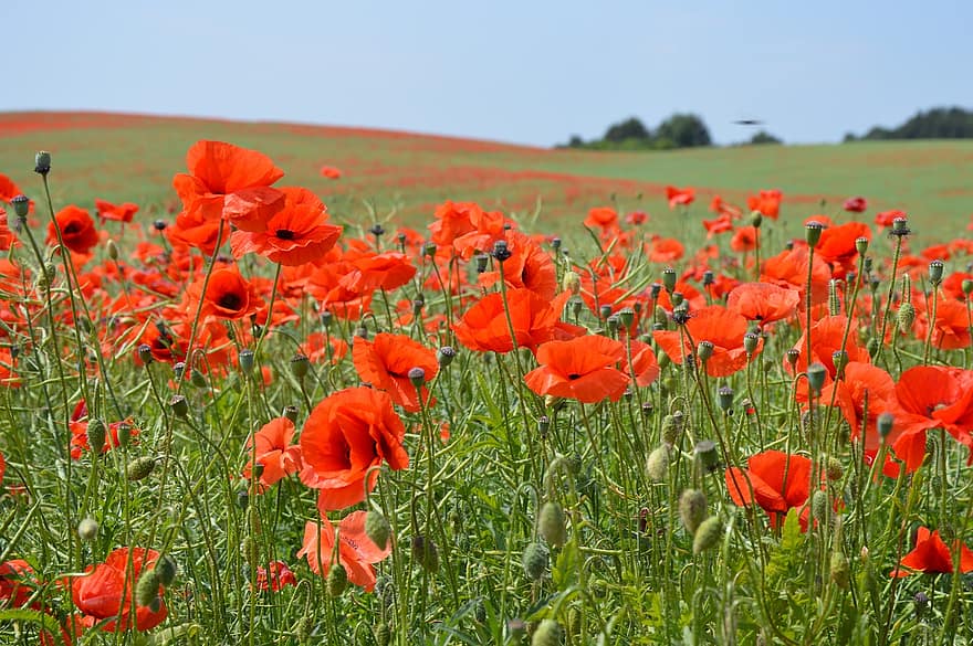 Poppy, Flowers, Plants, Papaver, Red Poppy, Red Flowers, Petals, Buds, Bloom, Leaves, Field