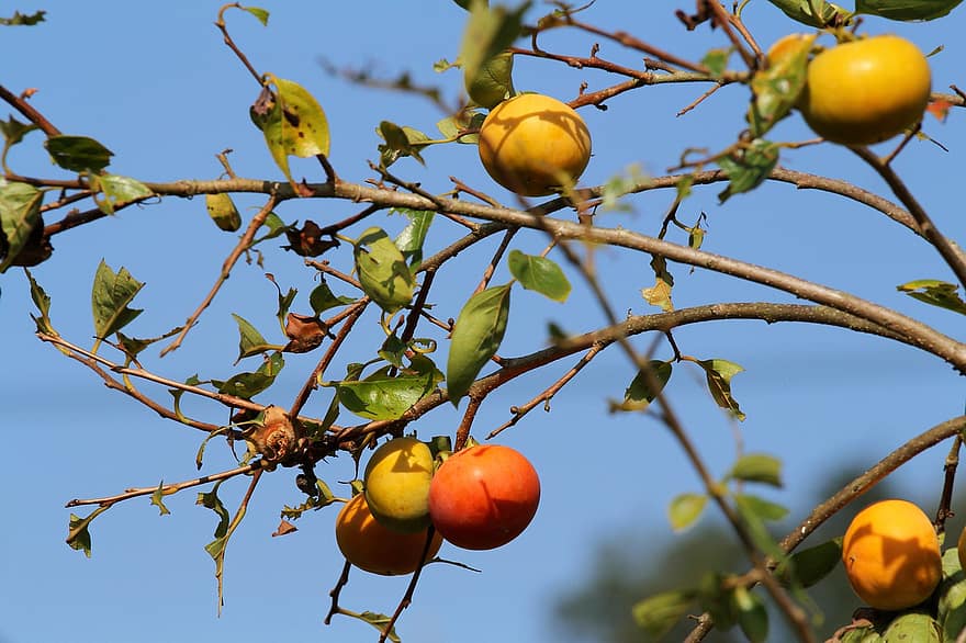 Японска Райска ябълка, дърво, сливи, diospyros kaki, плодове, Китайска Райска ябълка