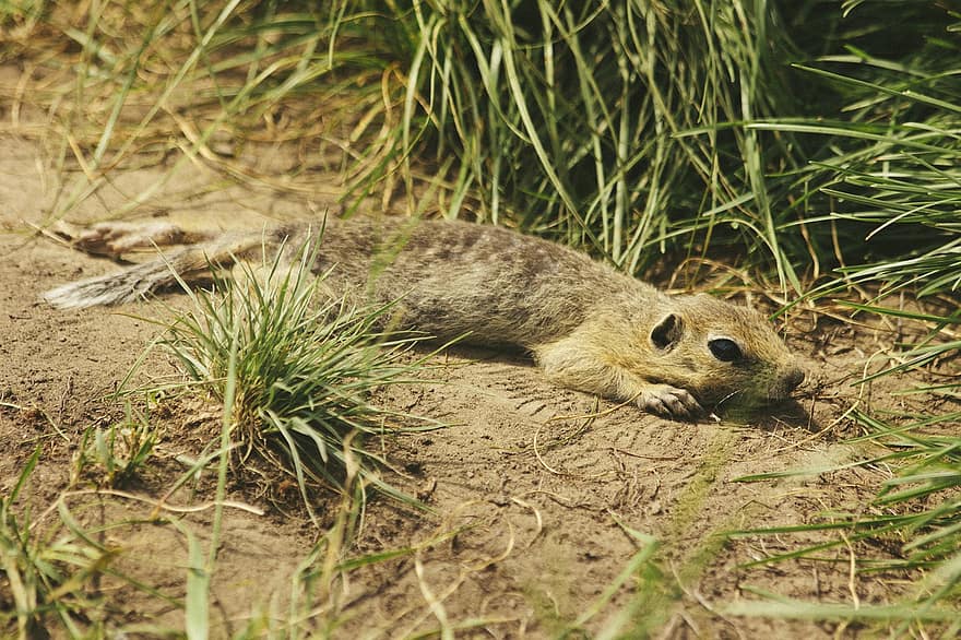 Gopher, Rodent, Fauna, Animal, Brown, Field, Nature