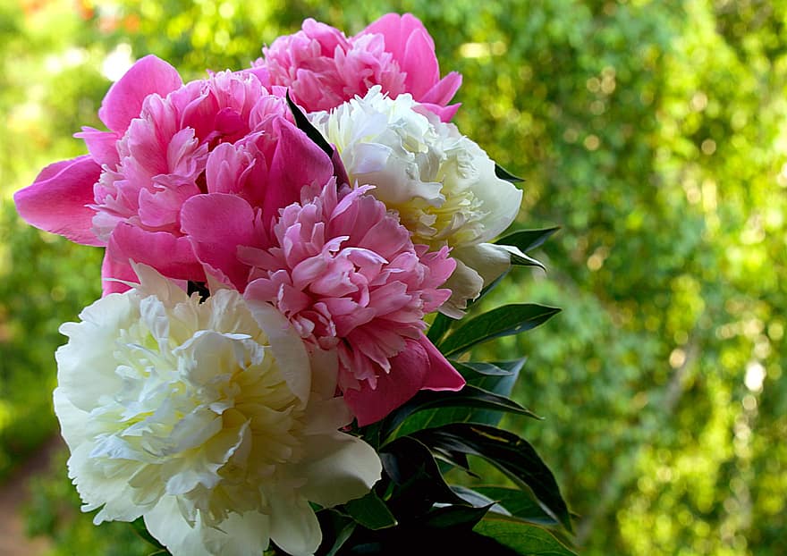 ดอกพีโอะนิ, ขาว, ดอกไม้, เบ่งบาน, พฤกษา, ความรัก, กลีบดอก, สีชมพู, ฤดูร้อน, ธรรมชาติ