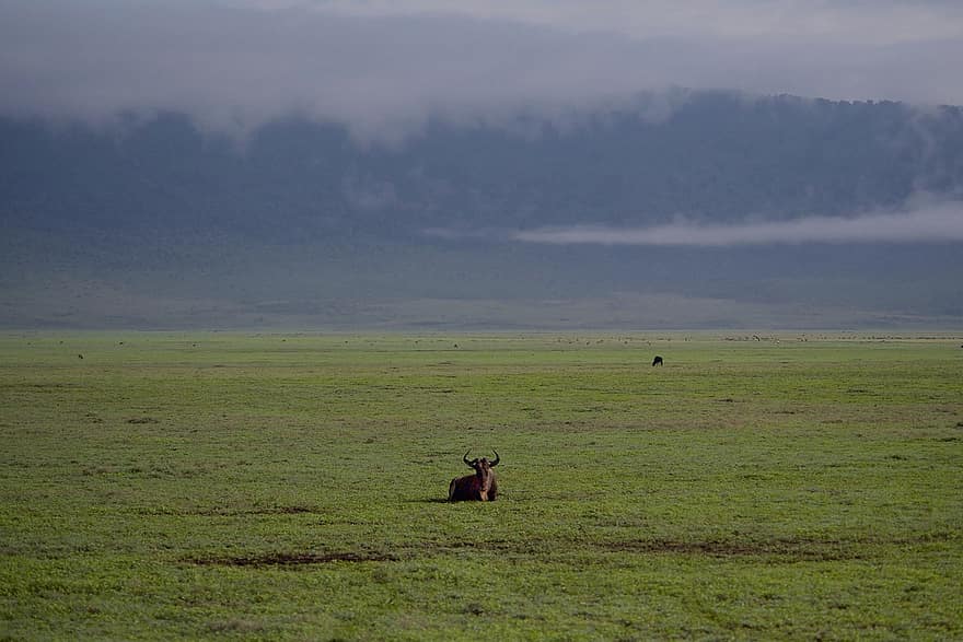 Gnus, Gnu, Tierwelt, Natur, wild, Tansania, Ngorongoro-Krater, Biodiversität, Klima, Savanne, Nebel