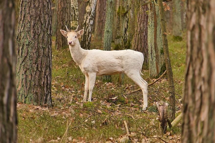 Jelen, kolouch, les, Mladý samec jelena, bílý jelen, cervidae, zvíře, savec, volně žijících živočichů, fauna, stromy