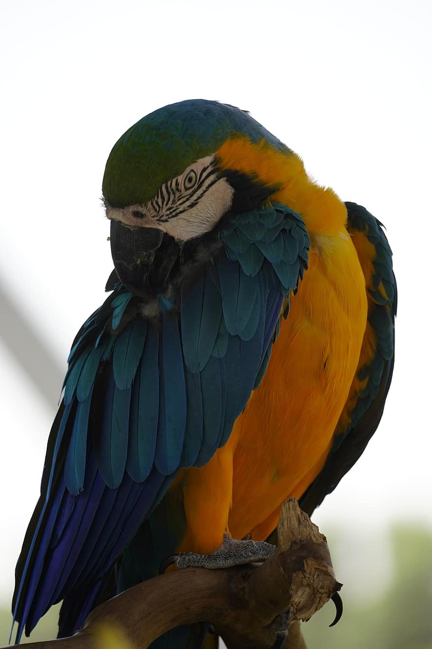 papegøye, fugl, dyreliv, dyr, Psittacidae, ornitologi, natur, multi farget, fjær, Ara, nebb