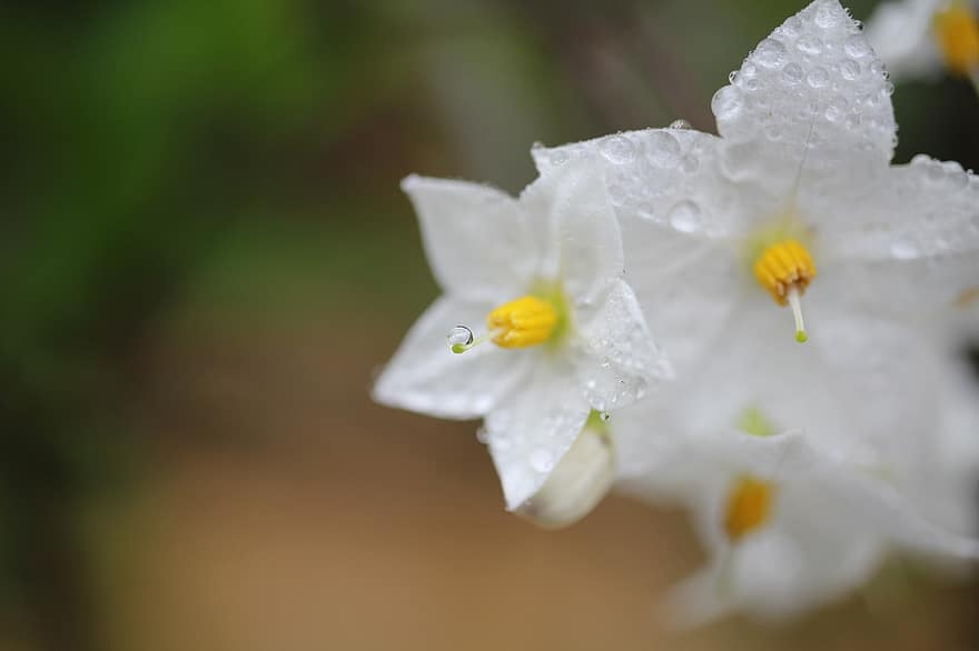 Flowers, Petals, Dew, Raindrop, Rain, Drop Of Water, Flora