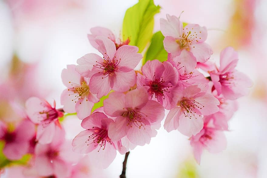 sakura, vyšnių žiedų, rožinės gėlės, pavasaris, pobūdį, gėlės, flora, Iš arti, gėlė, rausvos spalvos, augalų