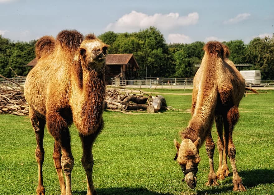 camells, animals, pastures, mamífers, bestiar, granja, rural