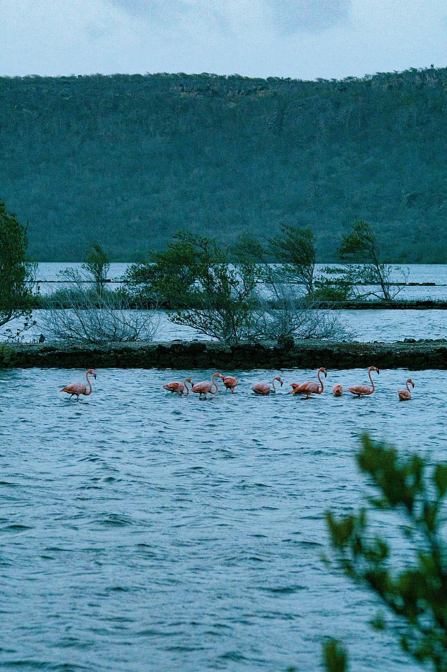 Tuz Tavaları Curaçao, flamingo