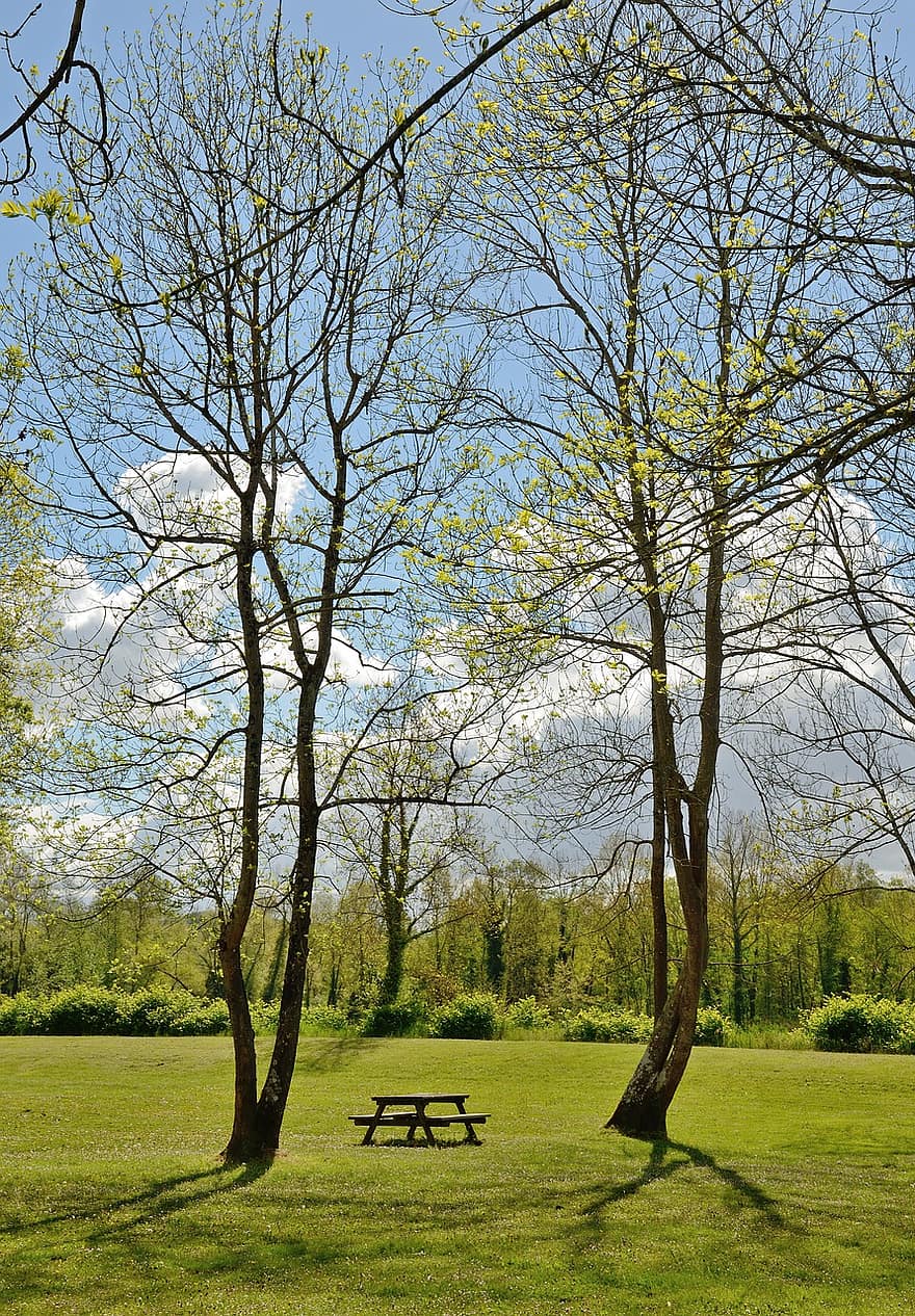 Meadow, Bench, Table, Trees, Air, Empty, Forest, Natural, Park, View, Landscape