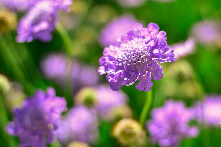 adatu pušķis, zieds, augu, mazs kašķīgs, purpura zieds, zied, raksturs, tuvplāns, violets, vasarā, ziedu galva