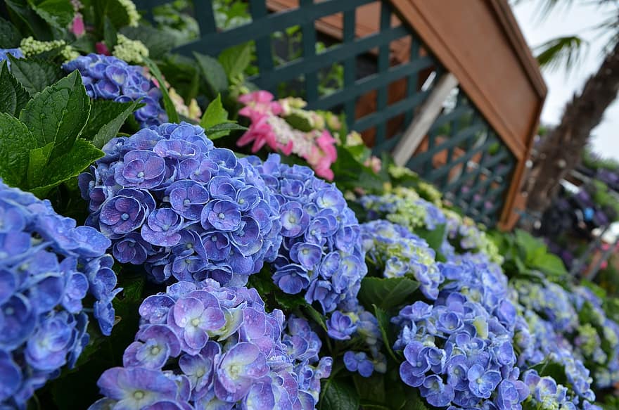 hydrangeas, gėlės, mėlyna hydrangeas, mėlynos gėlės, žydi, žiedas, flora, augalų