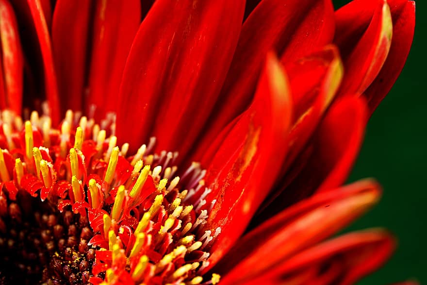 Gerbera, Flower, Red Flower, Pollen, Pistil, Petals, Bloom, Blossom, Plant, Flora, Nature