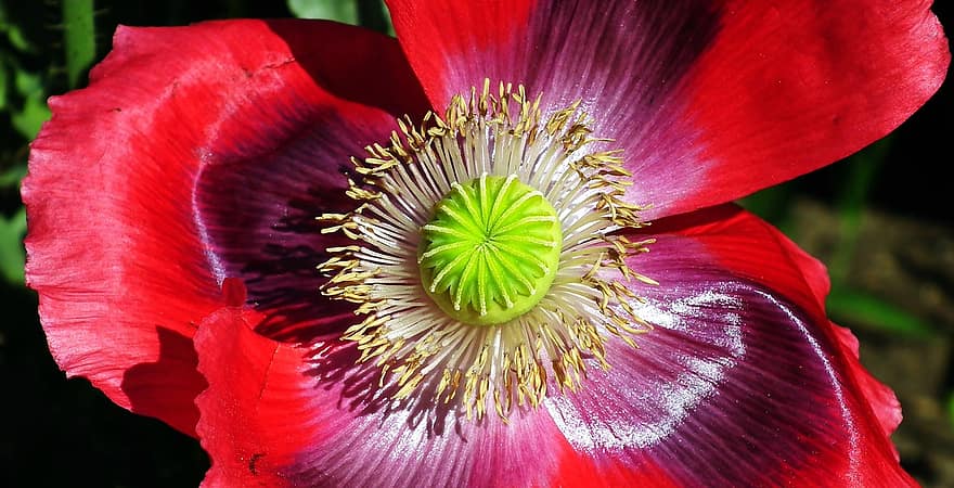 opium, bunga, taman, alam, merapatkan, menanam, daun bunga, musim panas, bunga tunggal, daun, kepala bunga