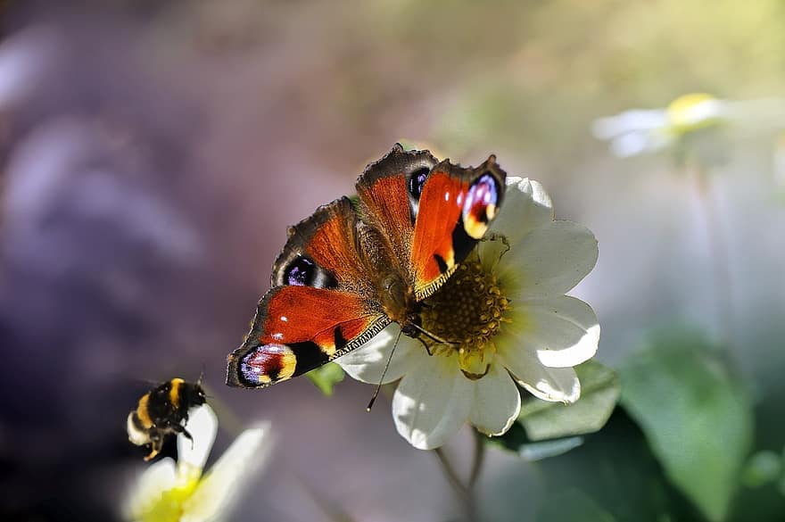 påfugl sommerfugl, Bie, blomst, pollinering, sommerfugl, europeisk påfugl, insekt, dyr, hvit blomst, blomstre, blomstrende plante