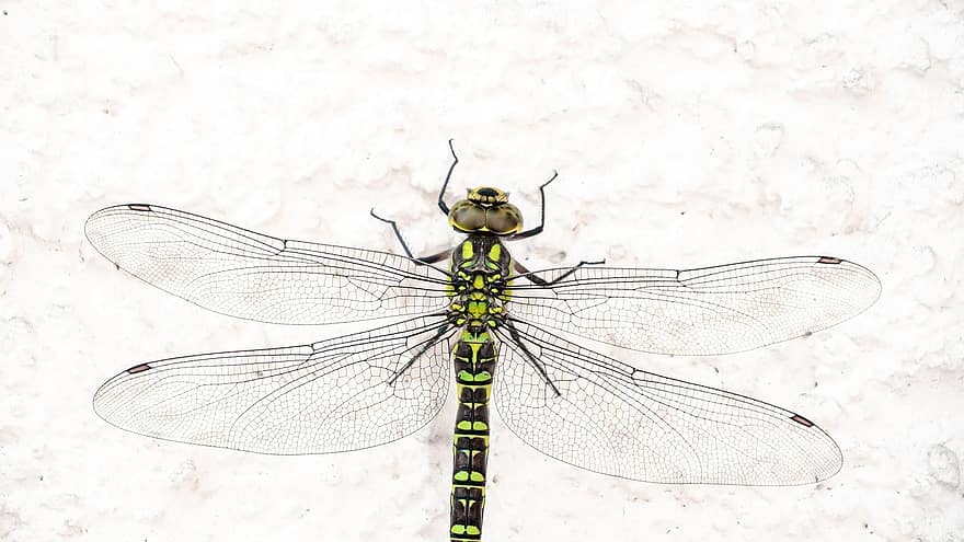 Southern Hawker Dragonfly, trollslända, insekt, Blå Hawker Dragonfly, hawker dragonfly, aeshna cyanea, natur, makro, närbild, djur vinge, bakgrunder