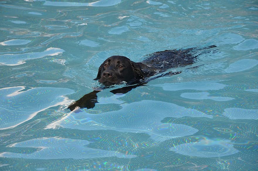 Labrador, natació de gossos, piscina, aigua, gos, labrador retriever, mascota, animal, caní, mascotes, bonic