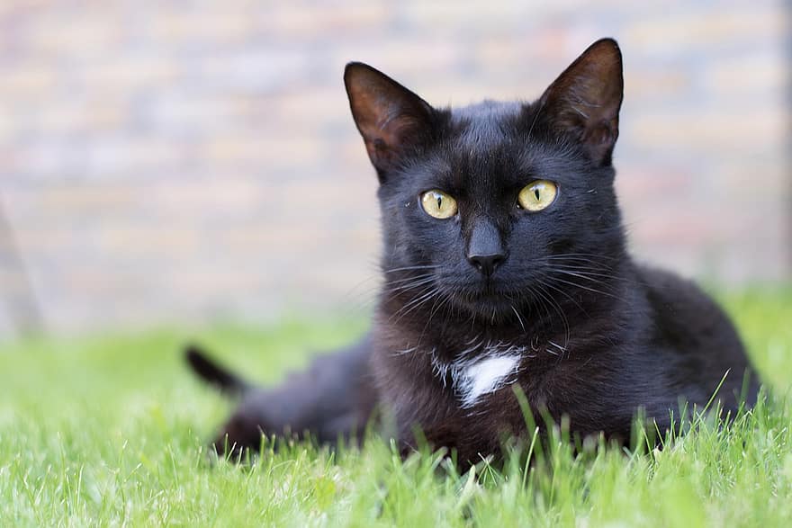 gato, gato negro, césped, al aire libre, animal, jardín, hierba, Gato domestico, mascotas, linda, mirando