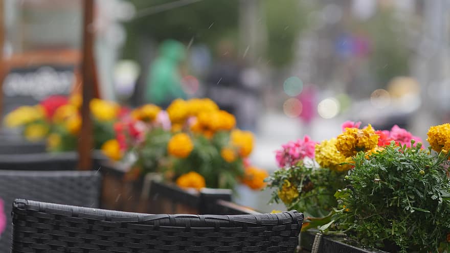 ziedi, fona, ziedu kaste, pilsētas, kafejnīca, āra, bokeh, lietus, dienas laikā, ziedu, apdare