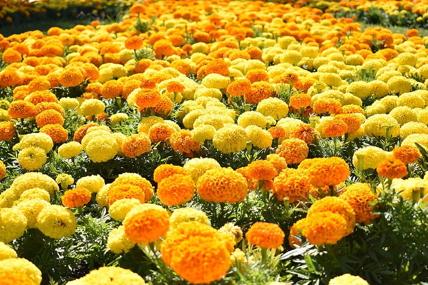 marigold Meksiko, bunga-bunga, bidang, marigold, tanaman, berkembang, mekar, flora, bidang bunga, taman