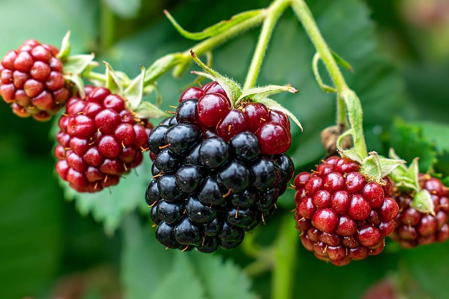 bjørnebær, bjørnebærplante, frukt, umodig frukt, Umoden Blackberry, bær, mat