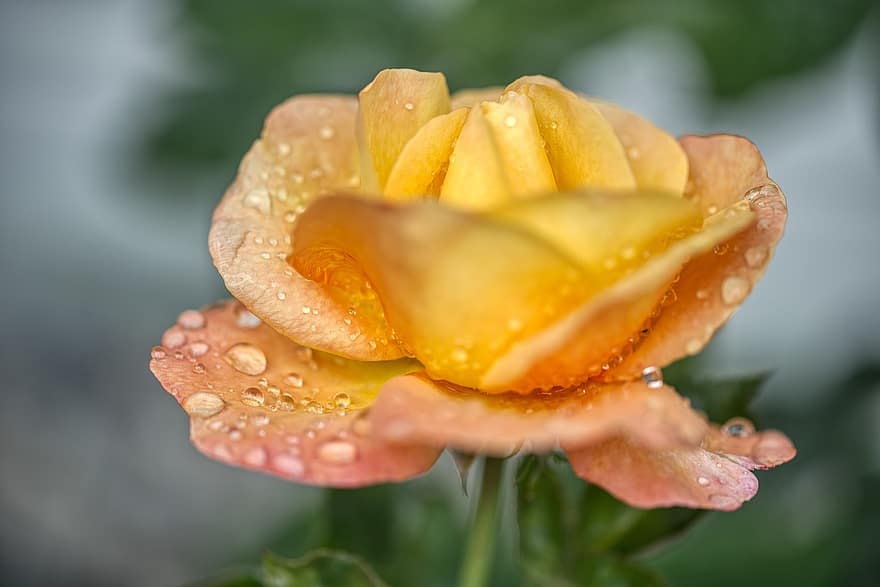rosa, flor, florir, individual, gota de pluja, aigua, humit, beady, pluja, temps, groc