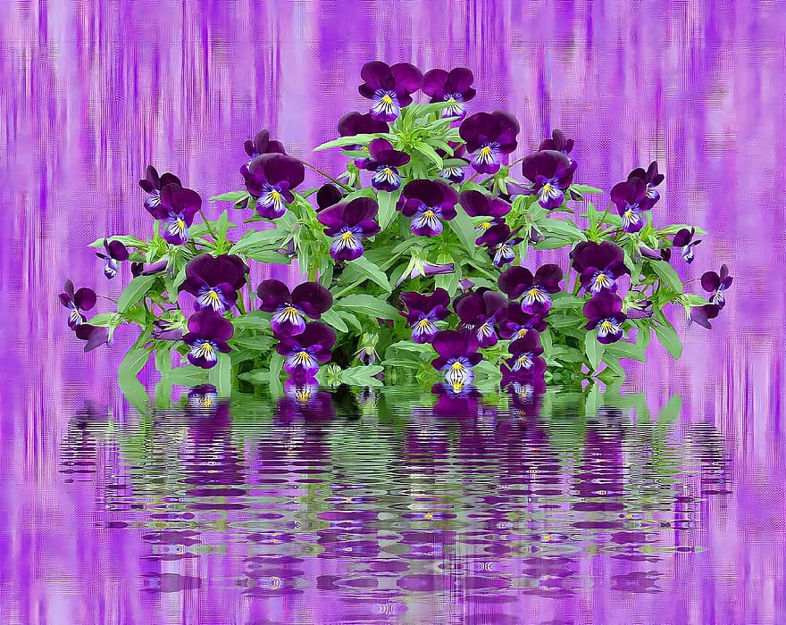 Flower, Pansy, Purple, Background, Violet, Bloom, Blossom, Botany, plant, summer, petal