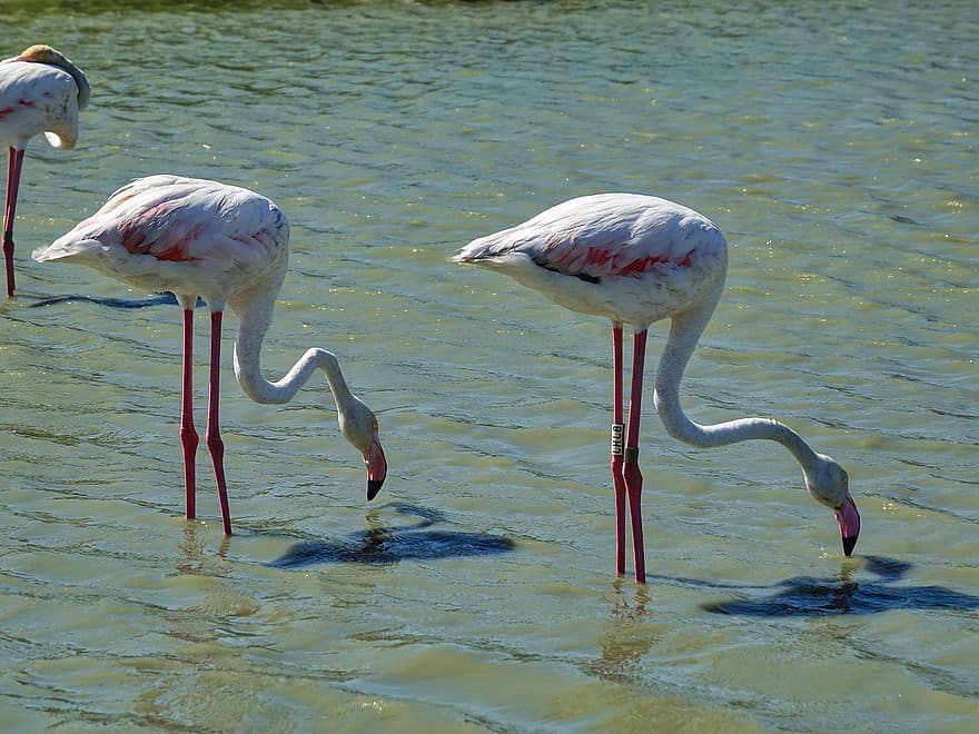 flamingos, passarinhos, animais, plumagem, penas, bico, conta, pernas compridas, natureza, mundo animal, jardim zoológico
