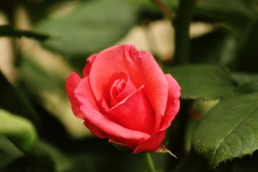 rosa, fiore, pianta, rosa rossa, fiore rosso, petali, fioritura, natura, avvicinamento, foglia, petalo