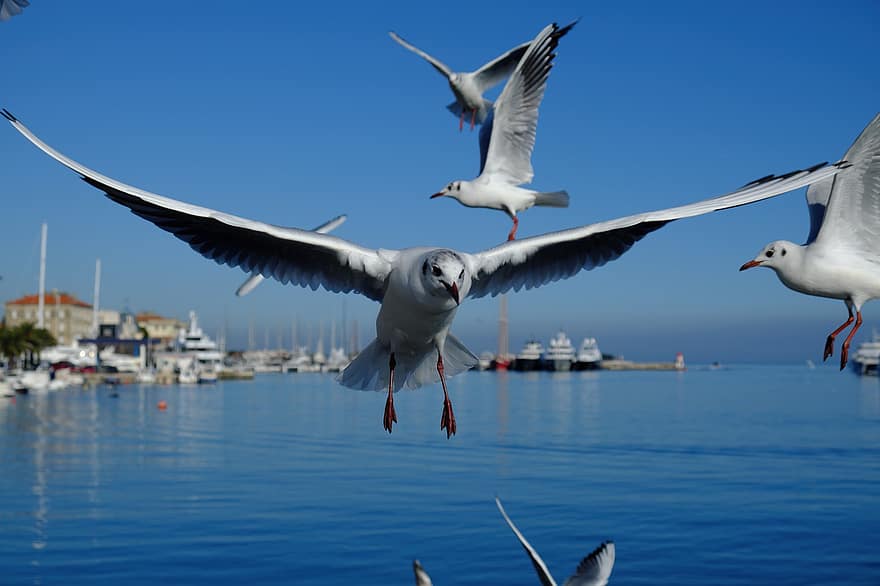 zeemeeuw, vogel, bek, coulissen, boten, Zadar, Kroatië, vakanties, reizen, zee, Adriatische Zee