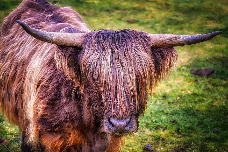 牛、スコットランドのハイランド牛、牛肉、牧草地、角、毛皮、動物、哺乳類、種