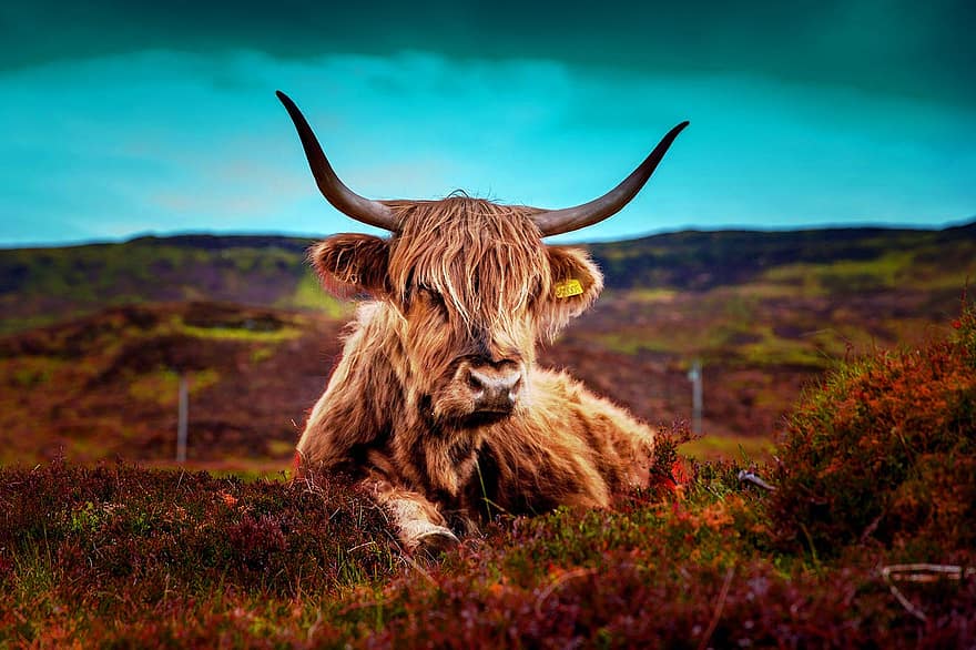höglands boskap, ko, djur-, highland ko, nötkreatur, tjur, boskap, däggdjur, horn, bruka, bete