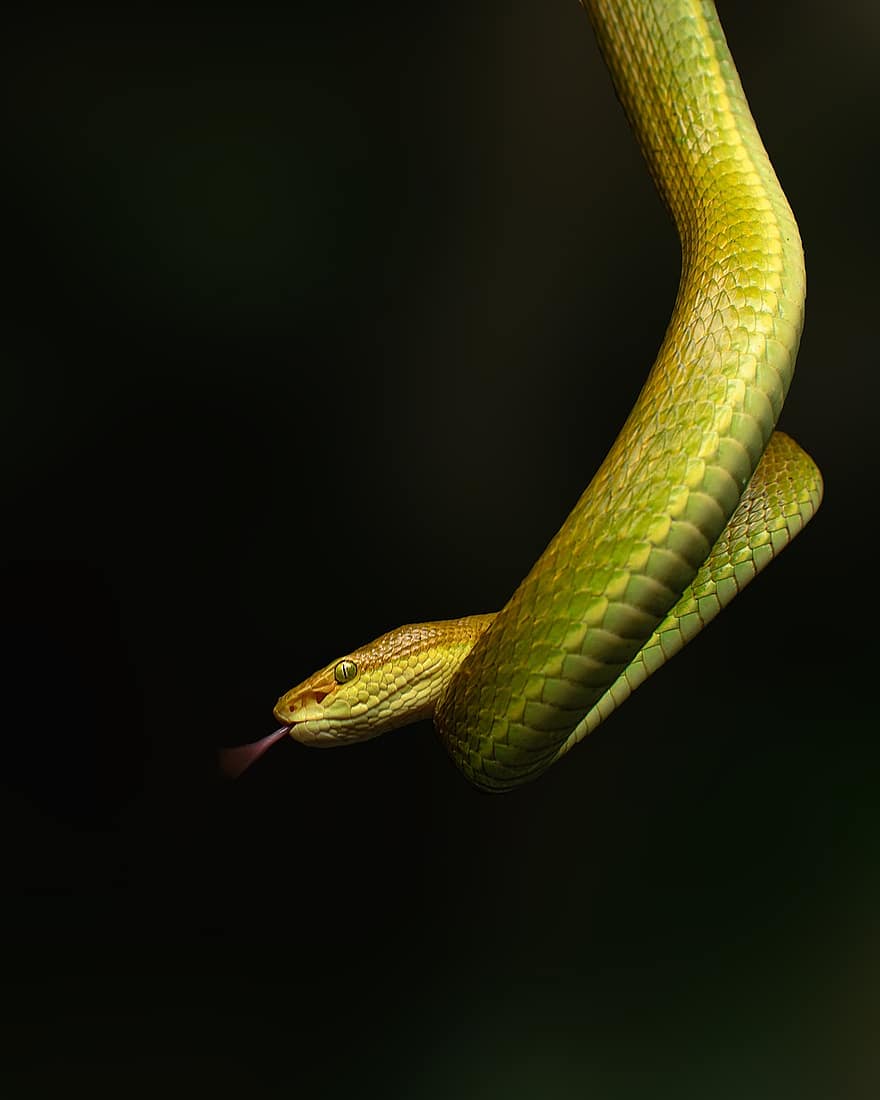 ular, reptil, ular berbisa, margasatwa, liar, terancam punah, merapatkan, binatang di alam liar, beracun, warna hijau, bahaya