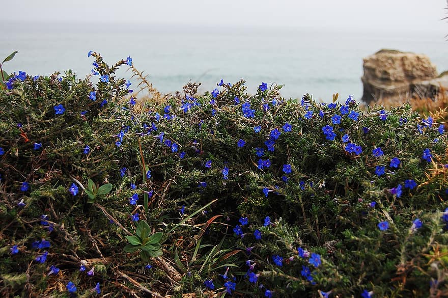 flors blaves, campanetes, prat, arbust, mar, oceà, naturalesa, estiu, planta, blau, flor