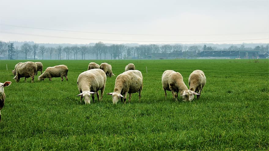 πρόβατο, αγέλη, βοσκή, λιβάδια, λιβάδι, βοοειδή, μαλλί, χειμώνας, Ολλανδία, φύση, θηλαστικό ζώο