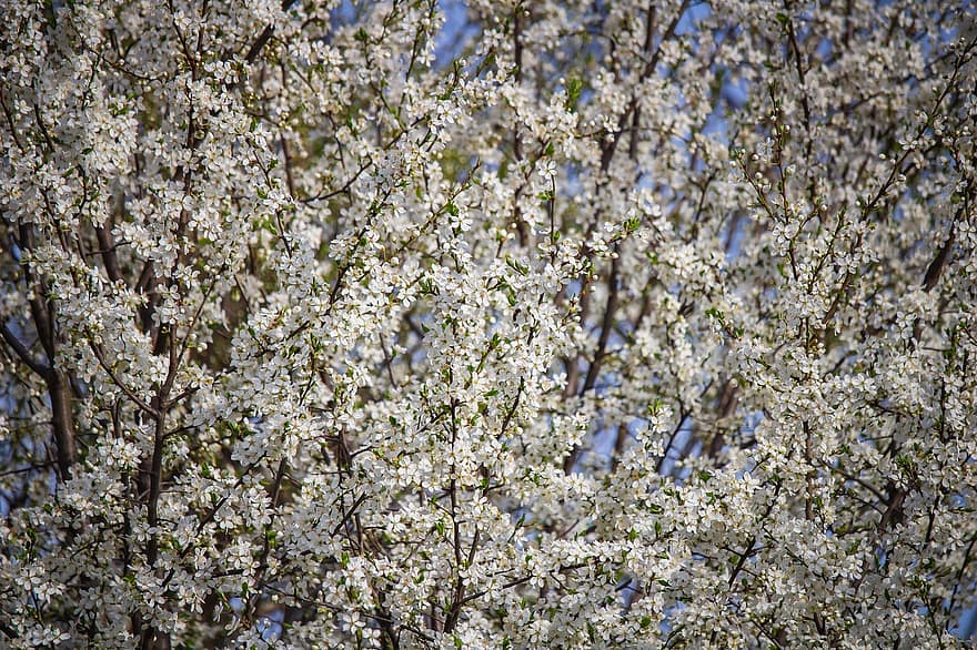 copaci flori, inflori, ramură, flori albe, copac, muguri, petale, înflorire, primăvară, floare, plantă